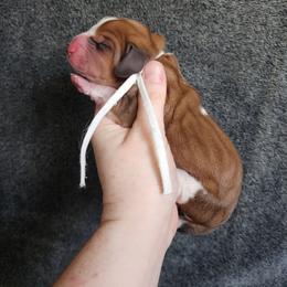 White Collar - Mahogany and white female Basset Hound puppy in Alton, Illinois from Show Me Great Danes and Basset Hounds