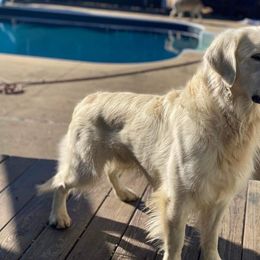 Buddy - Golden Retriever
