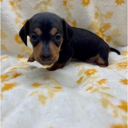 Poppy Black-Tan - Black and tan female Dachshund puppy in Tecumseh, Oklahoma from MoonBerry Miniature Dachshunds