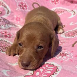 Ol Red - Red male Dachshund puppy in Harrison, Arkansas from Dachshunds on the Hill