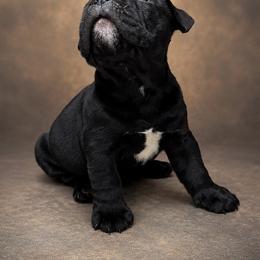 Cyrus - Black male Olde English Bulldogge puppy in Camdenton, Missouri from Mule Pool Olde English Bulldogges