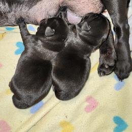 Mr Green - Black male Pug puppy in Arlington, Washington from Sweet Potato Pugs