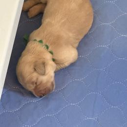 Golden Retriever Puppies from Gail’s Goldens