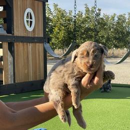 Bess - Merle female Bernedoodle puppy in Yuba City, California from Ranch House Doodles
