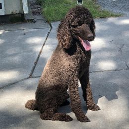 Charlie - Poodle