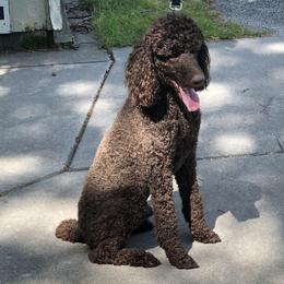 Charlie - Poodle