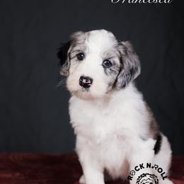 Francesca Bridgerton - Blue merle and white female Sheepadoodle puppy in Edmond, Oklahoma from Rock N Roll Doodles