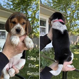 PENDING  Rileys Pink - Black tan and bluetick female Beagle puppy in Brownsville, Oregon from Beagles on the Run