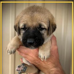 Yellow - Fawn female Anatolian Shepherd Dog puppy in Clark, Wyoming from Fyne Acres