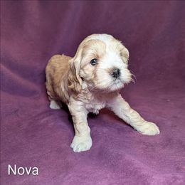 Nova Lee - Cream female Cockapoo puppy in Sunset, Louisiana from Cano Cockapoos