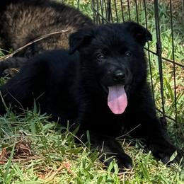 Baby Blue Collar - Black male German Shepherd puppy in Hattiesburg, Mississippi from Weizen German Shepherds