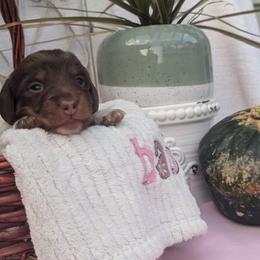 Purple collar/ Maizy - Dachshund puppy from Northland Dachshunds