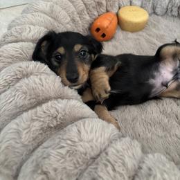 Dachshund Puppies from Twisted T Wienery
