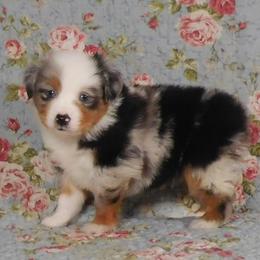Cashew - Blue merle male Toy Australian Shepherd puppy in Okeana, Ohio from Fetching Toy Aussies