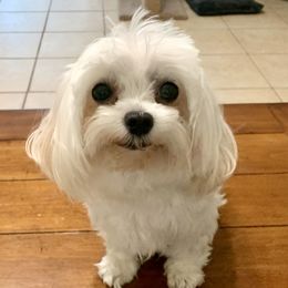 Ruby - Maltese