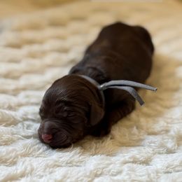 Muenster - Chocolate male Goldendoodle puppy in Snohomish, Washington from Doodles of Snohomish