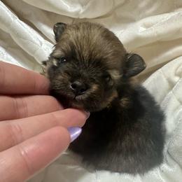 Kyla - Orange sable female Pomeranian puppy in Waterloo, Indiana from Garcias Pomeranian