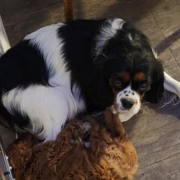 MOLLY - Cavalier King Charles Spaniel