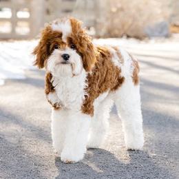 Waldo - Goldendoodle