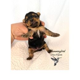 Yorkshire Terrier Puppies from Hummingbird Farm & Gardens