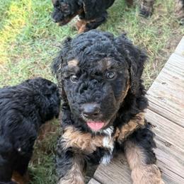 Girl 3 - Tri-color female Bernedoodle puppy in Paradise, Texas from Diamond Z Poodles & Doodles