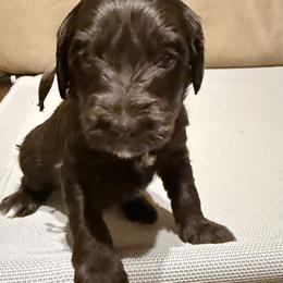Brown Boy - Chocolate male Australian Labradoodle puppy in West Union, South Carolina from Golden Corner Labradoodles, LLC