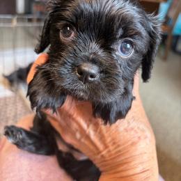 Girl 2 - Black and white female Cavalier King Charles Spaniel puppy in Sandstone, Minnesota from Peaceful Garden Cavaliers