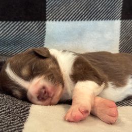 Girl 1 - Miniature Australian Shepherd puppy in Watson, Louisiana from Duncan’s Miniature Australian Shepherds