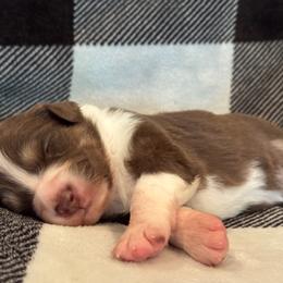 Girl 1 - Miniature Australian Shepherd puppy in Watson, Louisiana from Duncan’s Miniature Australian Shepherds