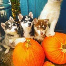 Pomsky Puppies from Periwinkle Pomskies
