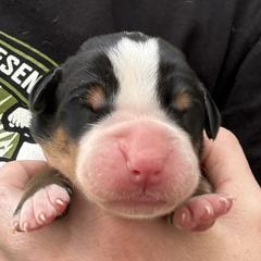 Grey boy - Black, white and red male Greater Swiss Mountain Dog puppy in Woodland, Washington from Woodland Swissie’s