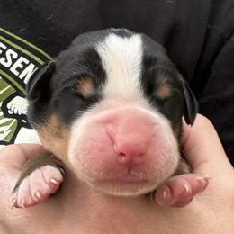 Grey boy - Black, white and red male Greater Swiss Mountain Dog puppy in Woodland, Washington from Woodland Swissie’s