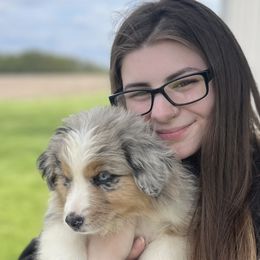 Almond - Blue merle Australian Shepherd puppy in Sedalia, Missouri from Strollins Farm