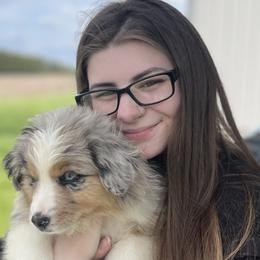 Almond - Blue merle Australian Shepherd puppy in Sedalia, Missouri from Strollins Farm