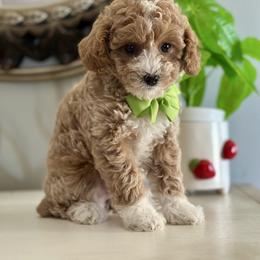 Buddy - Apricot male Poodle puppy in Adolphus, Kentucky from Deerly Poodles