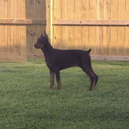 Doberman Pinscher puppies from Indah Lux Dobermans