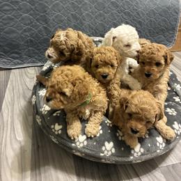 Cavapoo Puppies from Lucy Lou’s Cavapoos