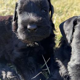 Girl 3 - Black female Giant Schnauzer puppy in Bois D’arc, Missouri from Down Low Kennels