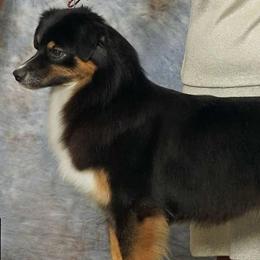 Roxi - Australian Shepherd