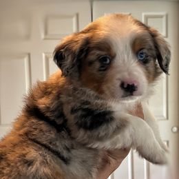 Toby - Blue merle male Australian Shepherd puppy in Oroville, California from Puppy Love Ranch Mini Aussies