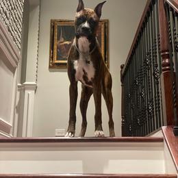 Baby - Brindle female Boxer puppy in Toledo, Ohio from Julie Wilmore Olympic Boxers