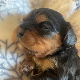 Gus - Black and tan male Cavalier King Charles Spaniel puppy in London, Arkansas from Frosty’s Cavaliers