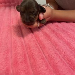 Brooks - Brindle male Dachshund puppy in Colonial Heights, Virginia from Mimi’s Doxies