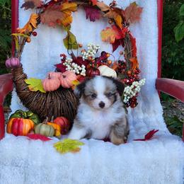 Gretel - Red merle female Miniature Australian Shepherd puppy in Gainesboro, Tennessee from Family Tradition
