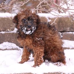 Jones - Red male Whoodle puppy in West Bend, Iowa from Blue Skies Terriers