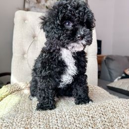 Cockapoo Puppies from Cockapoo Puppies and Co.