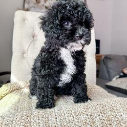 Cockapoo Puppies from Cockapoo Puppies and Co.