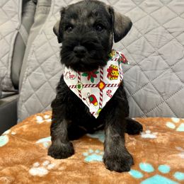 Miniature Schnauzer Puppies from NM Schnauzer Minis