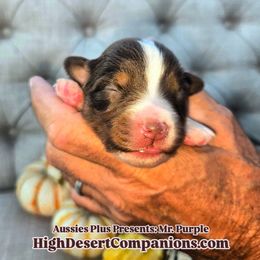 Mr. Purple - Red tri male Toy Australian Shepherd puppy in Dolan Springs, Arizona from High Desert Companions