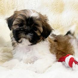 AKC Zac - Red and white male Shih Tzu puppy in Greenville, South Carolina from Babyface Shih Tzu